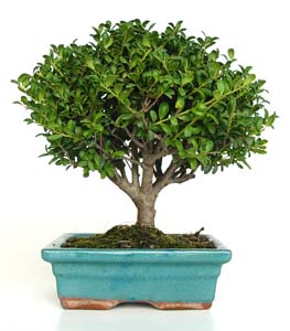 Bonsai Ilex crenata 8 aos