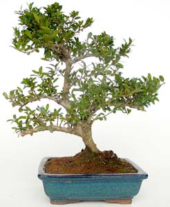 Bonsai Ilex microphilla 7 aos