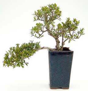 Bonsai Ilex microphylla 8 aos