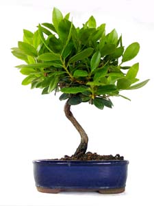 Bonsai Arbutus unedo 8 aos