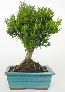 Buxus harlandii 5 aos