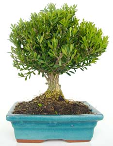 Buxus harlandii de 8 aos