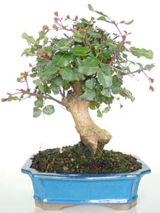 Bonsai ceratonia siliqua 12 aos