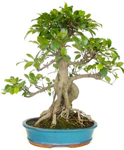 Bonsai de interior