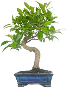 Ficus retusa 6 aos