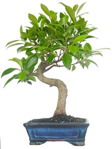 Ficus retusa 6 aos