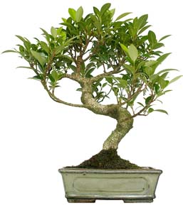 Ficus retusa de 8 aos