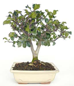 Ilex aquifolium de 7 aos