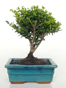 Bonsai Ilex crenata de 5 aos