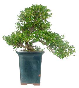 Ilex microphylla de 9 aos