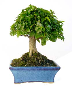 Ligustrum sinensis de 5 aos