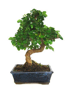 Ligustrum sinensis 8 aos