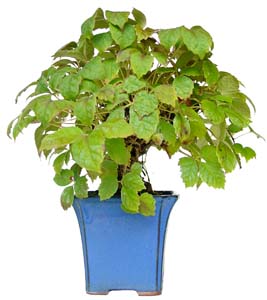 Bonsai Partenocissus tricuspidata 9 aos