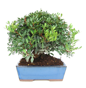 Bonsai Pistacea lentiscus 10 aos