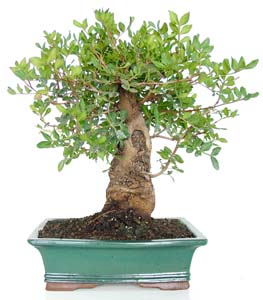 Bonsai Pistacea lentiscus 12 aos