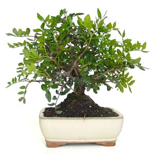 Bonsai Pistacea lentiscus 6 aos