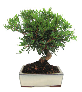 Bonsai Pistacea lentiscus 7 aos