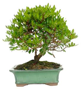 Bonsai Pistacea lentiscus 8 aos