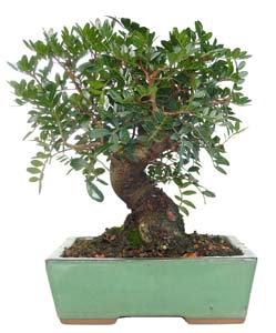 Bonsai Pistacea lentiscus 9 aos