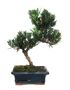 Bonsai podocarpus sp 7 aos