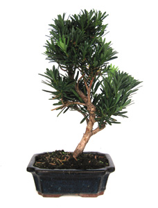 Bonsai Podocarpus sp. 9 aos