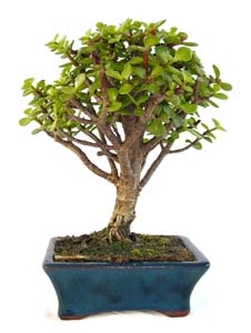 Portulacaria afra