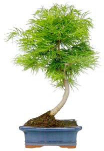 Bonsai Pseudolarix sp. 9 aos