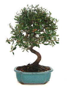 Bonsai Quercus suber 10 aos