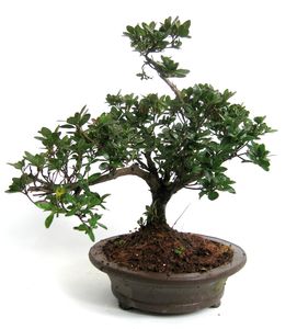 Bonsai Rhododendron indicum 12 aos