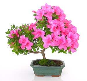 Bonsai Rhododendon indicum 9 aos