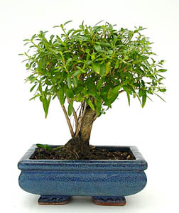 Serissa phoetida de 5 aos