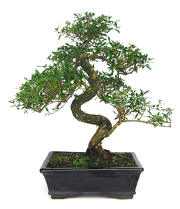 Serissa phoetida de 8 aos